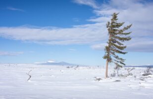 Lonely Tree