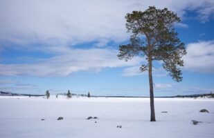 Lonely Pine at the Lakeshore